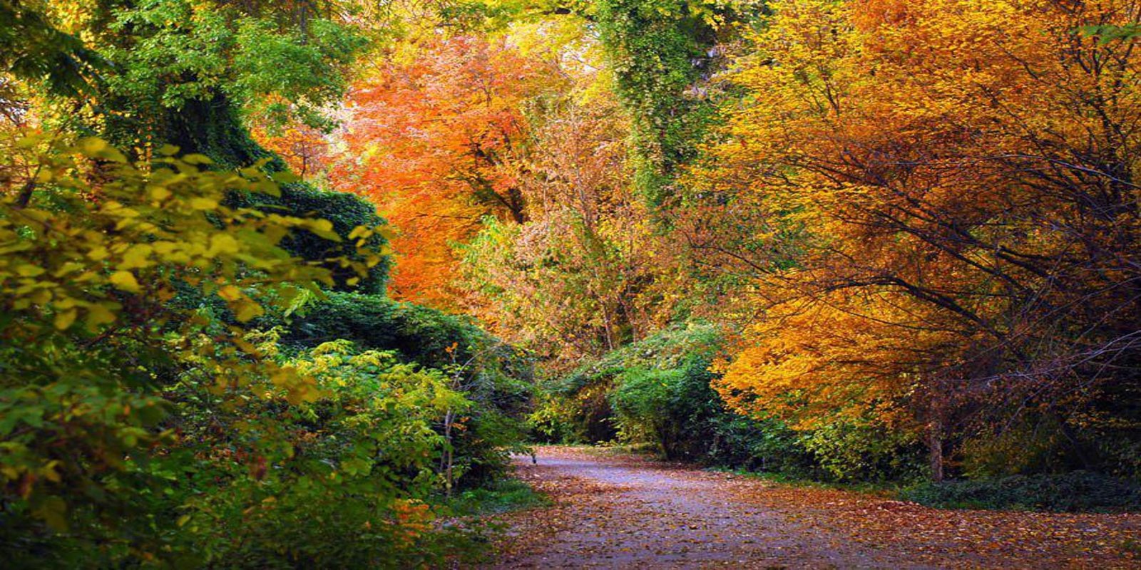 Rusanov Botanical Garden